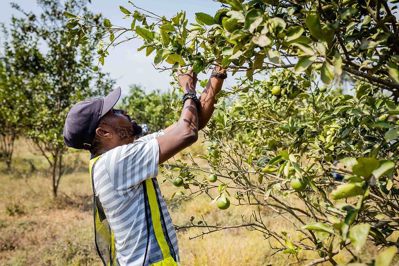 Olabanjo Ojo collects surplus oranges at Fempanath Nigeria's citrus farm. Lagos Food Bank Initiative will distribute the oranges to communities facing hunger. (Photo: The Global FoodBanking Network, Julius Ogundiran)