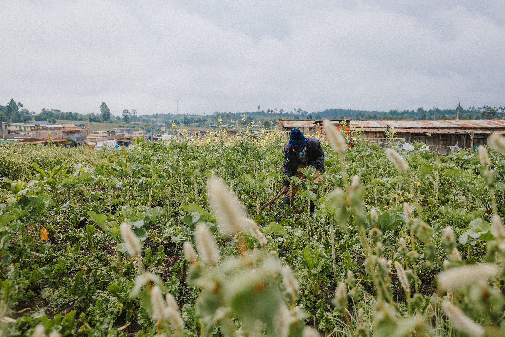 Robert Chege, a farmer, elder in his community, and volunteer at the food bank, tends to his farm. He helps collect surplus produce from local farmers for the food bank at the Depot in Nyandarua. The food bank provides staples like rice, flours, oil, and other vegetables, in exchange. (Photo: The Global FoodBanking Network/Bobby Neptune)