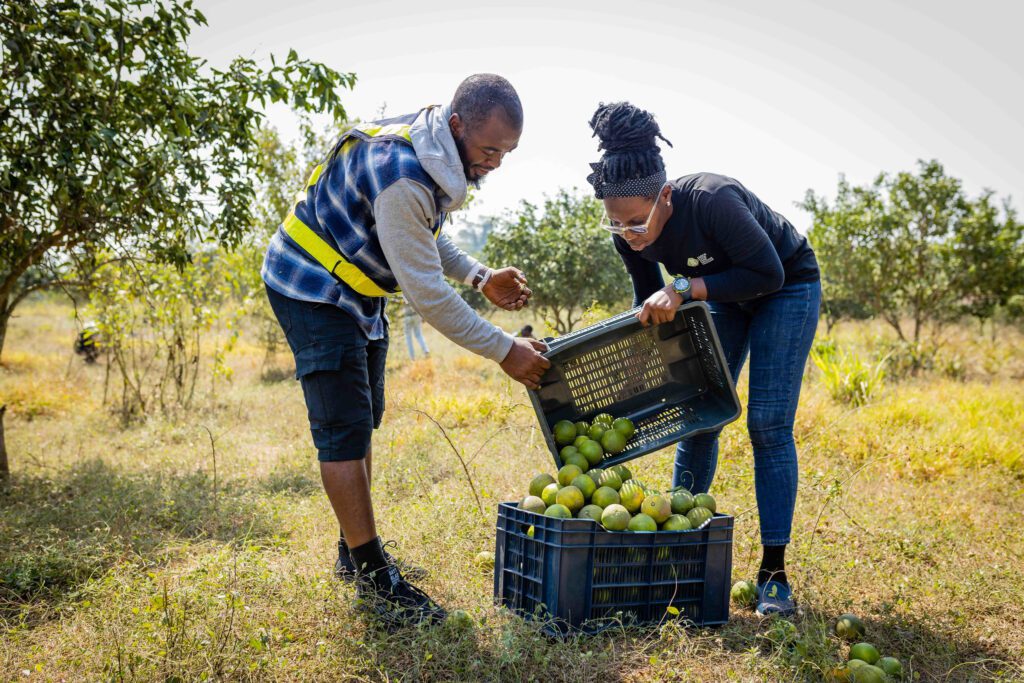 Jones Daniel, 31, (left) and Justina George, 25, (right) recover oranges at Fenpanath Nigeria Ltd’s citrus farm, a partner organization of Lagos Food Bank Initiative in Abeookuta, Ogun, Nigeria, on January 22, 2024. (The Global FoodBanking Network / Julius Ogundiran)